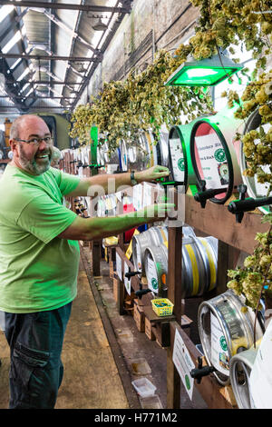 Inghilterra, Tunbridge Wells. CAMRA la birra e il festival ale. Uomo maturo permanente e la colata di una pinta di birra dalla canna, tra i filari di vari barili di birra. Foto Stock