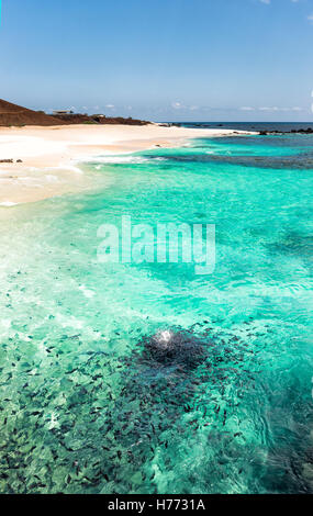 Melichthys niger o Trigger nero alimentazione di pesce sulla spiaggia a Georgetown isola dell'Ascensione Foto Stock