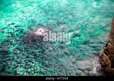 Melichthys niger o Trigger nero alimentazione di pesce sulla spiaggia a Georgetown isola dell'Ascensione Foto Stock