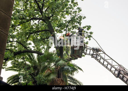 I vigili del fuoco del Campionato Italiano Vigili del Fuoco il taglio di una tempesta-albero danneggiato. Scala girevole costruito da Iveco Magirus. Foto Stock