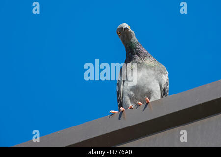 Il piccione di strada (Columba livia domestica) guardando verso il basso con testa inclinata, percepita come un curioso o malizioso look. Foto Stock