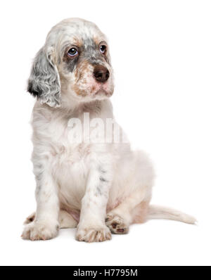 Carino tricolore setter inglese cucciolo di cane è seduto di fronte a uno sfondo bianco Foto Stock