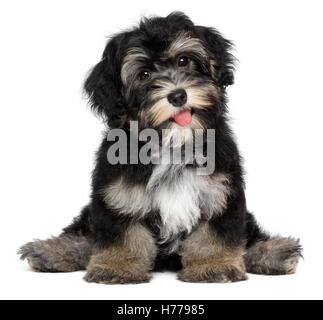 Un divertente sorridente nero e marrone havanese cucciolo di cane è seduto Foto Stock