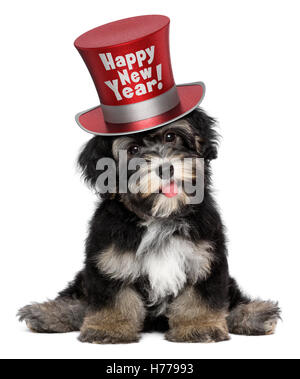 Un sorridenti havanese cucciolo di cane indossa un rosso felice anno nuovo top hat Foto Stock