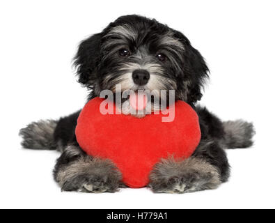 Un simpatico amante valentine havanese cucciolo di cane è in possesso di un cuore rosso Foto Stock