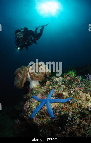 La donna le immersioni subacquee, Puerto Galera, Mimaropa, Filippine Foto Stock