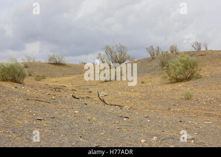 Scena nel deserto con impianti a secco (Retama sphaerocarpa) nel deserto di Tabernas (Almeria, Spagna). Foto Stock