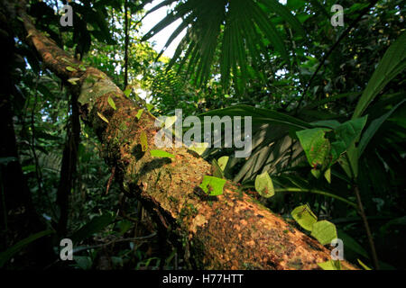 Foglia-cutter formiche (Atta sp.) portanti foglie per nidificare. Piccole formiche sulla lamina a guardia contro vespe. La Selva, Costa Rica Foto Stock