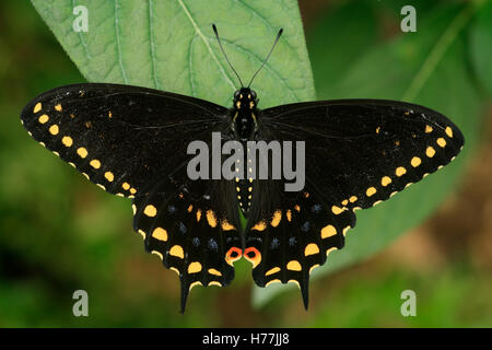 Nero a farfalla a coda di rondine (Papilio polyxenes), Costa Rica. Foto Stock