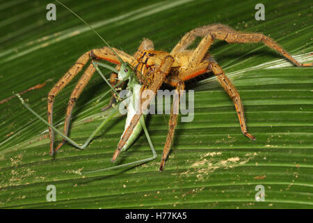 Girovagando Spider (Cupiennius getazi) alimentazione su katydid nella foresta pluviale, la Selva La Stazione Biologica, Costa Rica. Foto Stock