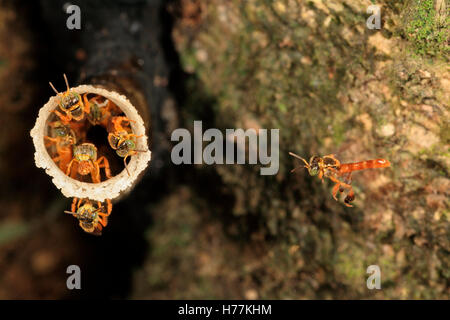 Stingless api (Tetragonisca angustula) guardia nest ingresso sul tronco di albero. La foresta pluviale, La Selva, Costa Rica. Foto Stock