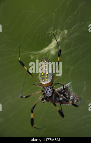 Golden Orb Spider (Nephila clavipes) alimentazione su butterfly catturati nel web. Parco Nazionale di Corcovado, Osa Peninsula, Costa Rica. Foto Stock