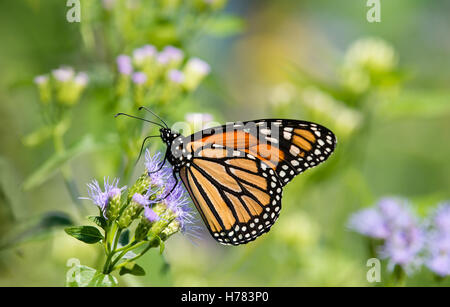 Farfalla monarca (Danaus plexippus) alimentazione su Greggs Mistflowers (Conoclinium greggii) in autunno Foto Stock