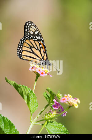 Farfalla monarca (Danaus plexippus) alimentazione su Lantana fiori nel giardino Foto Stock