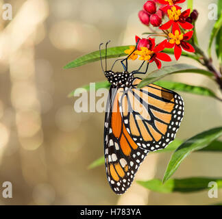 Farfalla monarca (Danaus plexippus) alimentazione su milkweed tropicali fiori nel giardino d'autunno Foto Stock