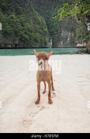 Felice carino Miniature pinscher zenzero cucciolo in piedi sulla spiaggia sabbiosa tropicale sulla splendida isola di sfondo Foto Stock