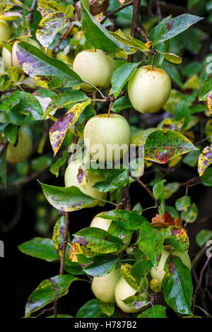 Il verde di mangiare le mele in crescita e maturazione su un albero in autunno in Inghilterra del sud Foto Stock