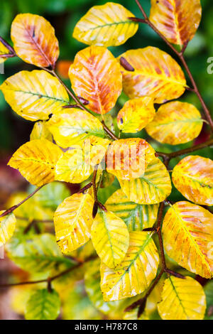 Foglie di bagnato della politica europea di faggio (Fagus sylvatica) con il giallo oro Colore di autunno in Inghilterra del sud Foto Stock