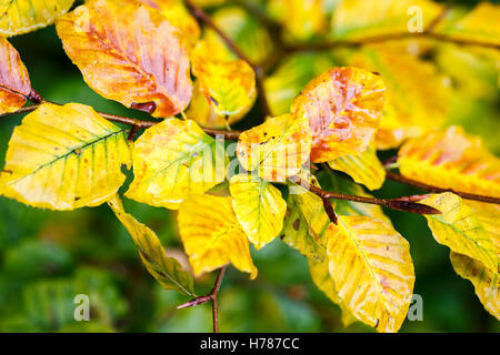 Foglie di bagnato della politica europea di faggio (Fagus sylvatica) con il giallo oro Colore di autunno in Inghilterra del sud Foto Stock