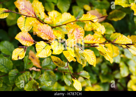 Foglie di bagnato della politica europea di faggio (Fagus sylvatica) con il giallo oro Colore di autunno in Inghilterra del sud Foto Stock