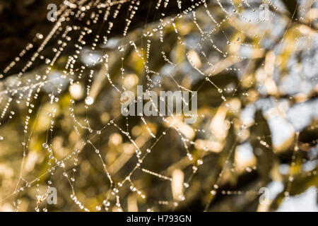 Spider Web con gocce di rugiada, insetti catturati nella tela di ragno Foto Stock