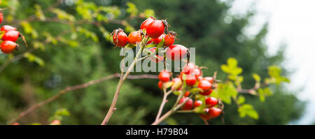 Bacche di Rosa canina bush, pianta medicinale Foto Stock