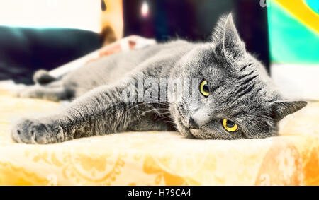 Bellezza adulto gatto grigio risiede nel pensiero Foto Stock