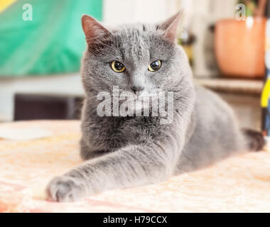 Adulto arrabbiato gatto grigio sul tavolo a casa Foto Stock