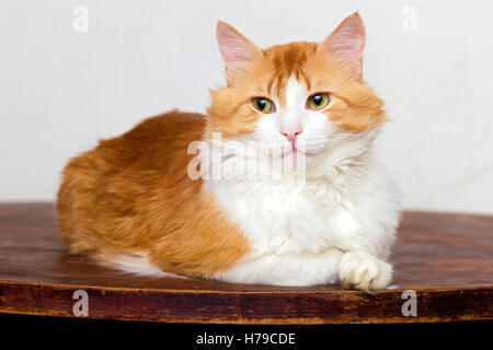 Adulto gatto rosso con grandi occhi è il pensiero Foto Stock