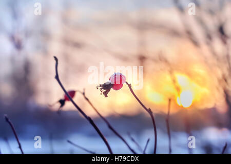 Asciugare rosa canina in brillante tramonto in inverno Foto Stock