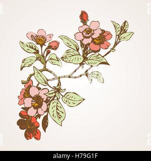 La ciliegia rami con fiori, sakura illustrazione vettoriale Illustrazione Vettoriale