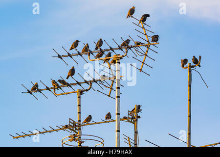 Per gli storni seduti su un'antenna TV contro un cielo azzurro sfondo nel West Sussex, in Inghilterra, Regno Unito. Foto Stock