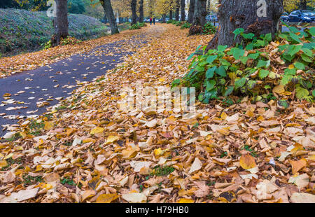 Scena di autunno con foglie caduto sul terreno in Arundel, West Sussex, in Inghilterra, Regno Unito. Foto Stock