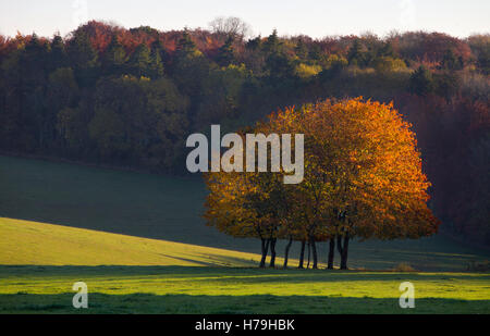 Ceduo di autunno alberi in campo, paesaggio inglese Foto Stock