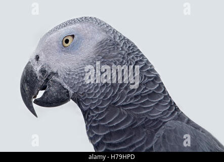 Pappagallo grigio africano (Psittacus erithacus) Foto Stock