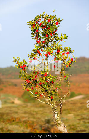 Bacche rosse luminose su un piccolo ma alto cespuglio santo. Foto Stock