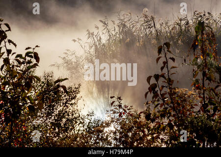 Mattinata nebbiosa sul fiume. Paesaggio autunnale con ance in primo piano e gli alberi in background. La bellissima natura nella nebbia. Triste umore Foto Stock