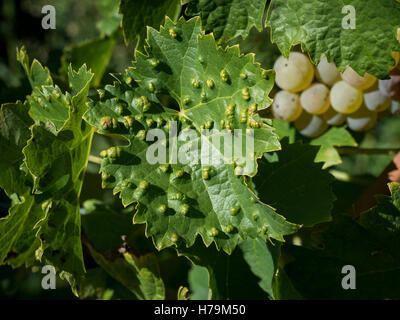 Eriophyes vitis è un acaro infettare foglie d'uva. Malattia della vite. Foglie presenti puffinesse. Foto Stock