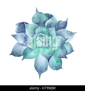 Dipinto a mano con disegno verde pianta tropicale isolata su sfondo bianco, Sempervivum illustrazione botanica Foto Stock