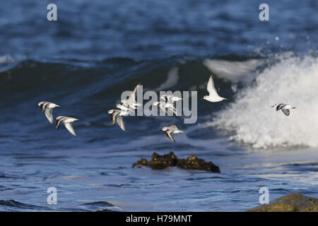 Sanderling, Calidris alba, piccolo gregge volare sulla costa del mare Foto Stock