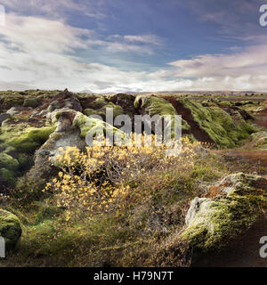 Moss heath vegetazione sul masso di lava settore sud dell'Islanda Foto Stock