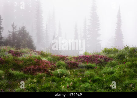 Nebbia fitta e la rugiada del mattino si aggrappano alla fioritura estiva di fiori selvatici al Paradise prato in Washington Mt Rainier National Park. Foto Stock