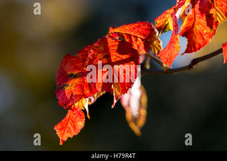 Cavallo rosso Chestnut Tree (Aesculus x carnea) in autunno, REGNO UNITO Foto Stock