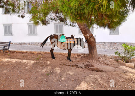 Asino Il mezzo di trasporto a Hydra Island Grecia Foto Stock