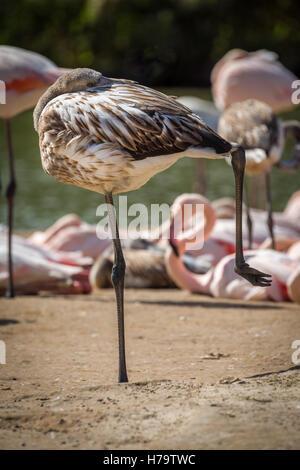 Un immaturo flamingo cileni poggia su una gamba in una giornata di sole a WWT Slimbridge. Foto Stock