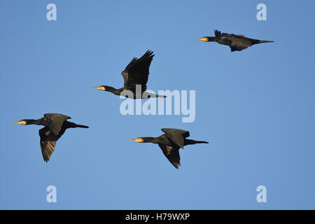 Grande cormorano Phalacrocorax carbo, gregge battenti Foto Stock