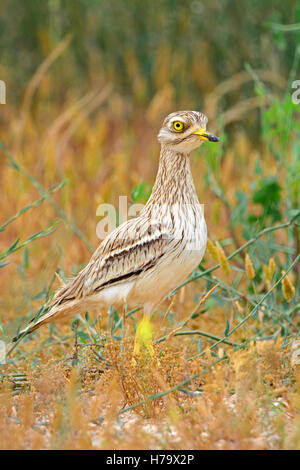 La miscela euroasiatica di pietra-curlew si fonde nel suo habitat Foto Stock