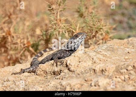 Stellagama stellio, Agama lizard Foto Stock