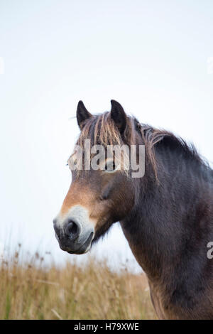 Exmoor pony, parco Nazionale di Exmoor, Somerset, Inghilterra, Regno Unito Foto Stock