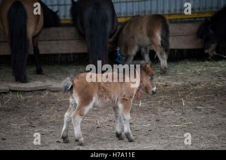 Mini dwarf cavallo in un pascolo in una fattoria. puledro mini cavallo. Foto Stock